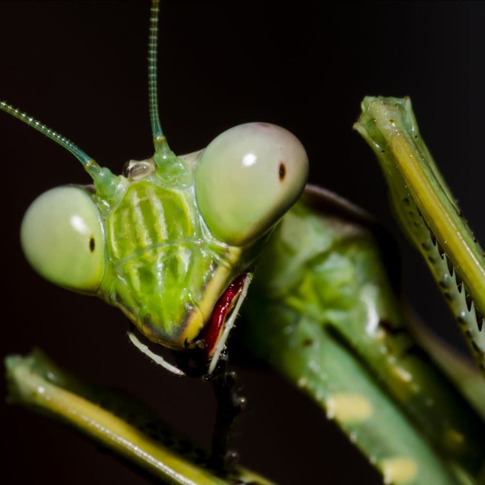 Mantis