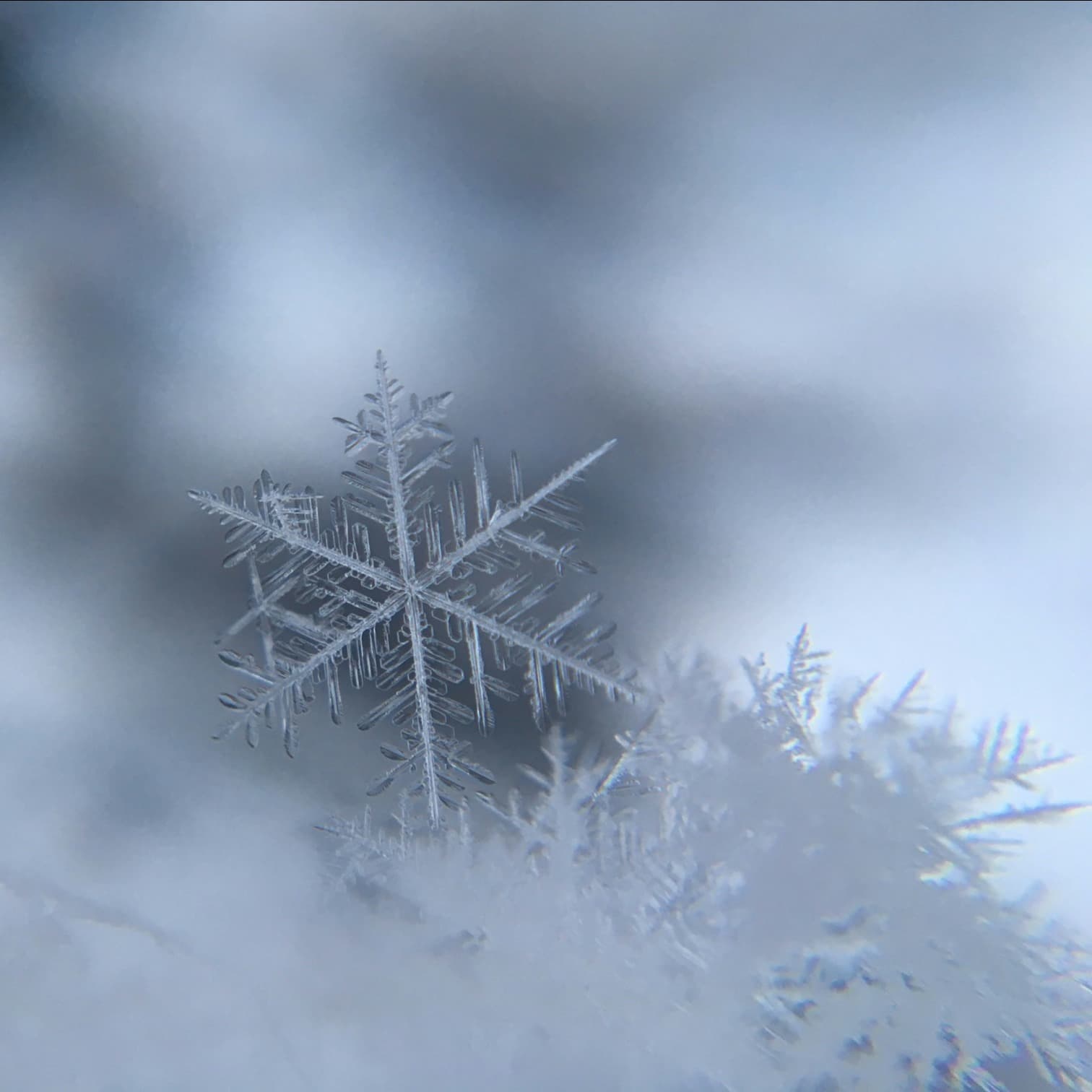 Dendrites and Prisms