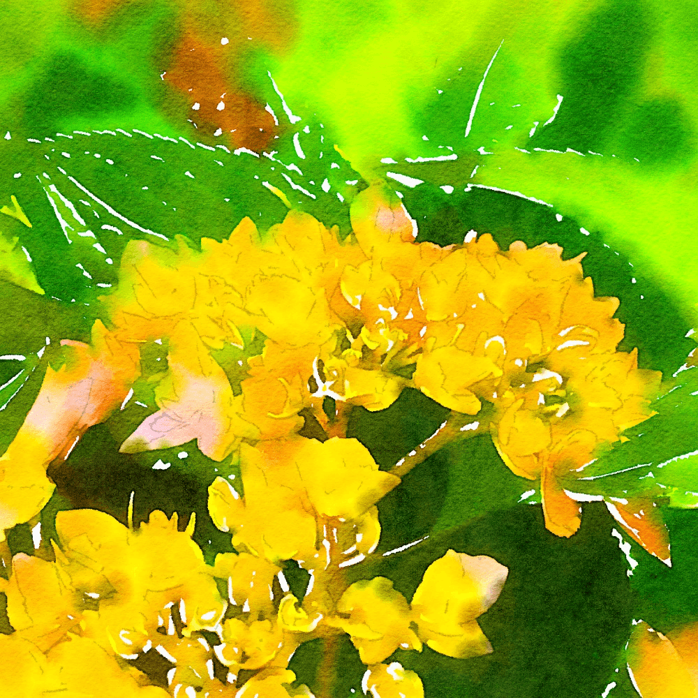 Crescent Chronicles 14: Please Come to Eden