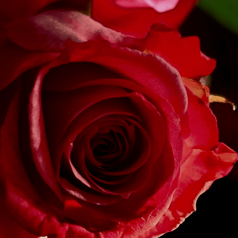 The Dreaming Rose of Pendleton Place 2