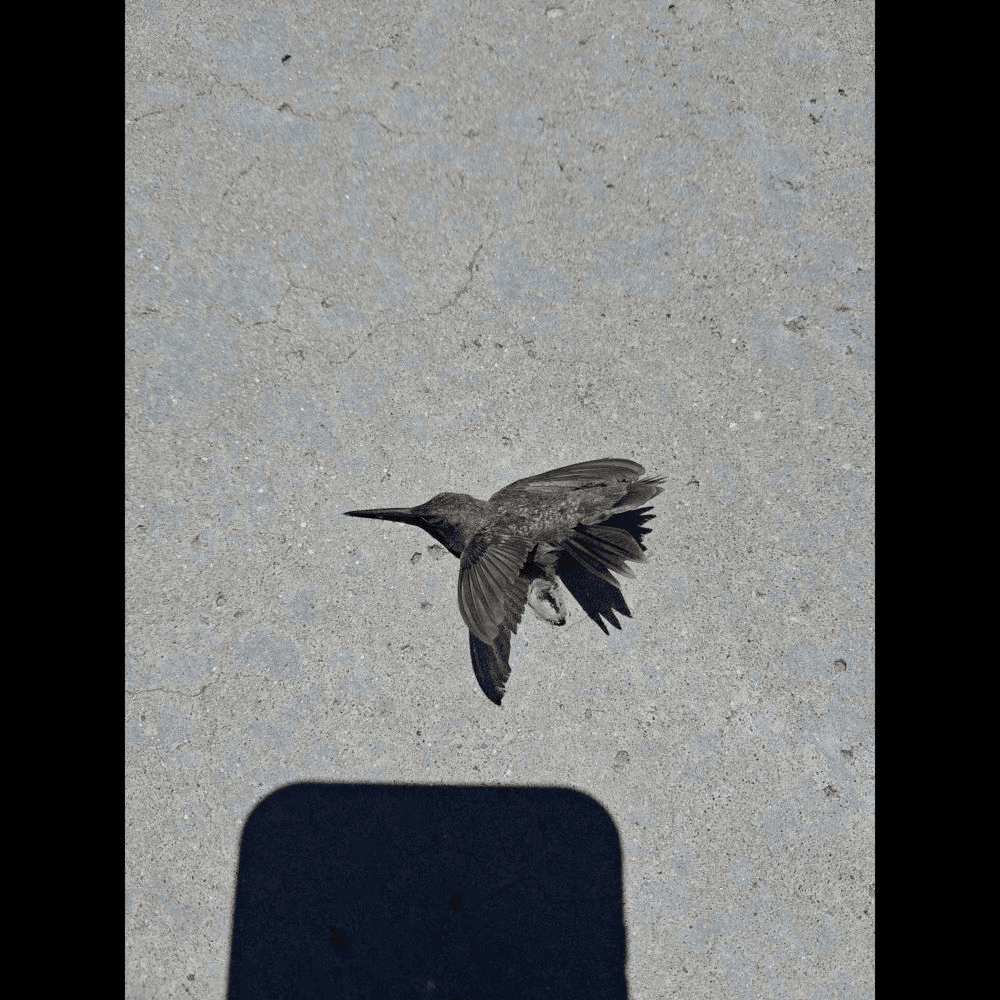 Their Birth of Photo Fiction the...